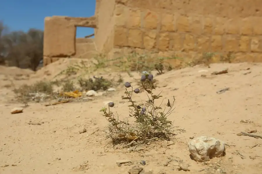 نبتة برية بثمار بنفسجية على الرمل أمام مبنى طيني
