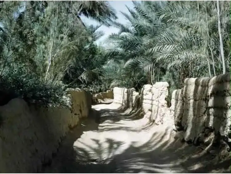 درب زراعي ظليل بين أسوار طينية تحت النخيل